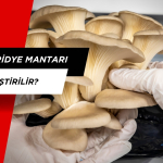 Evde İstiridye Mantarı Nasıl Yetiştirilir?