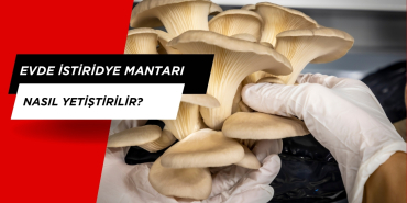 Evde İstiridye Mantarı Nasıl Yetiştirilir?