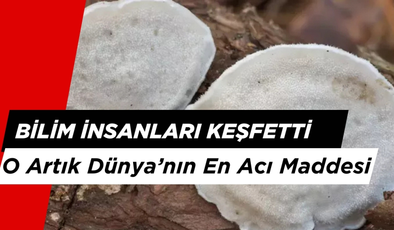 Bilim İnsaları Keşfetti: O Artık Dünya’nın En Acı Maddesi