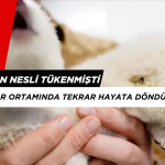Nesli Tükenmiş "Ulukurt" Türü Laboratuvar Ortamında Tekrar Hayata Döndü