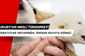 Nesli Tükenmiş "Ulukurt" Türü Laboratuvar Ortamında Tekrar Hayata Döndü