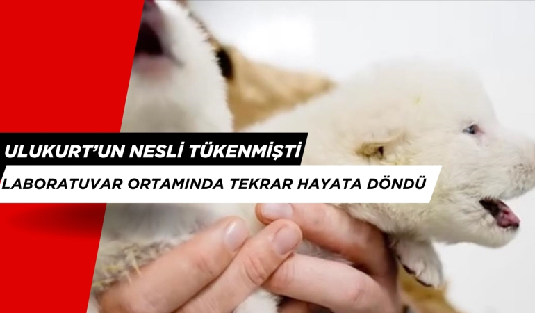 Nesli Tükenmiş “Ulukurt” Türü Laboratuvar Ortamında Tekrar Hayata Döndü