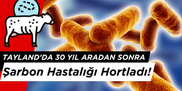 Tayland’da 30 yıl Aradan Sonra Şarbon Hastlağı Hortladı!
