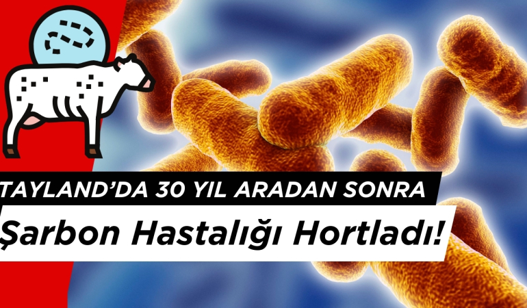 Tayland’da 30 yıl Aradan Sonra Şarbon Hastalığı Hortladı!